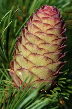 Multicolor larch strobilus Stock Photos