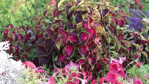 Multicolor Leaf- nature Vídeos de archivo 138957120