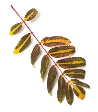 Multicolor leaf of rowan on white background Stock Photos