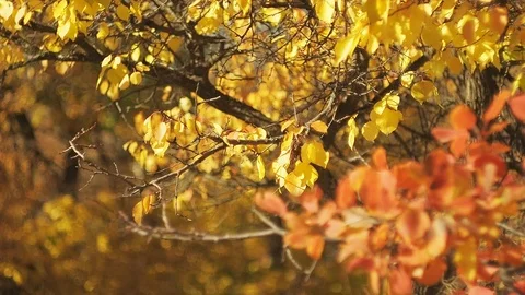 Multicolor leaves in autumn forest with bokeh effect. Medium shot. Multicolor Stock Footage 101690945