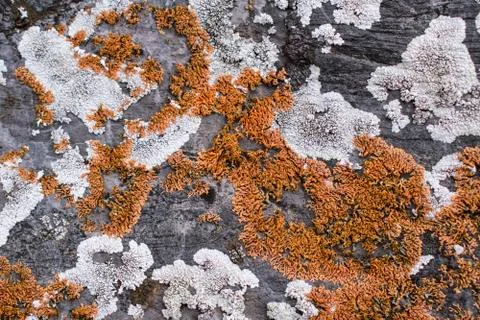 Multicolor lichen on a rock Stock Photos