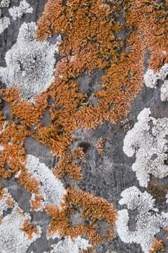 Multicolor lichen on a rock stone Stock Photos