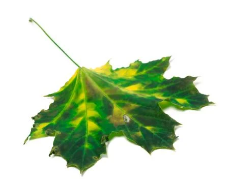 Multicolor maple leaf Stock Photos