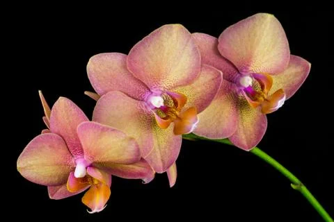 Multicolor orchid Stock Photos