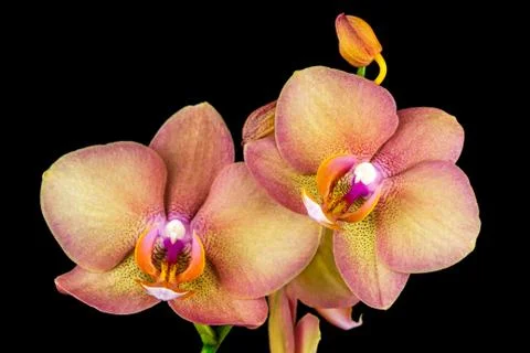 Multicolor orchid Foto stock