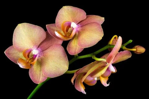 Multicolor orchid Stock Photos