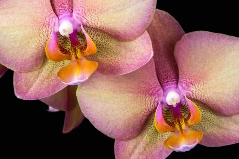 Multicolor orchid Stock Photos