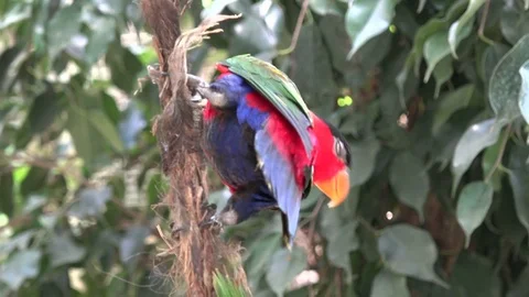Multicolor Parrot Stock Footage 77469366