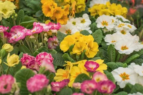 Multicolor Primrose is one of the first flowers to blossom in spring . Stock Photos
