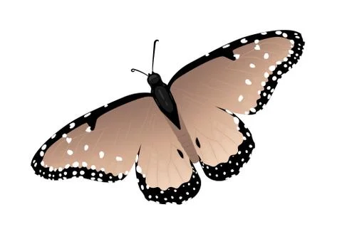 Multicolor realistic isolated butterfly Stock-Illustration