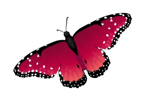 Multicolor realistic isolated butterfly Stock-Illustration