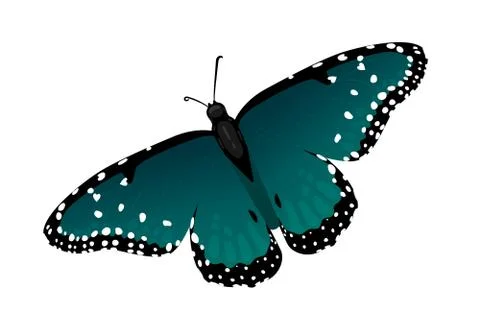 Multicolor realistic isolated butterfly Illustrazione stock