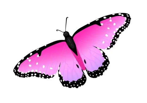 Multicolor realistic isolated butterfly Ilustración de archivo