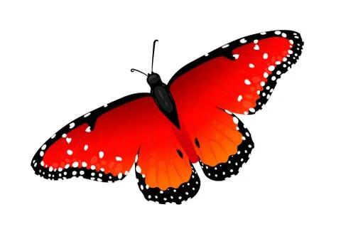 Multicolor realistic isolated butterfly Stock Illustration