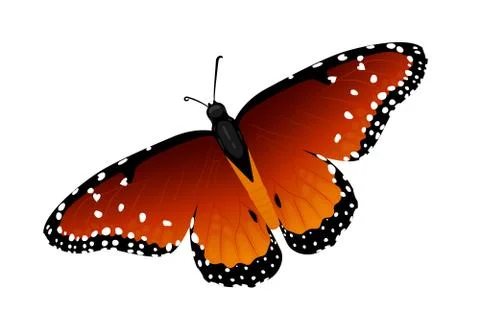 Multicolor realistic isolated butterfly Illustrazione stock