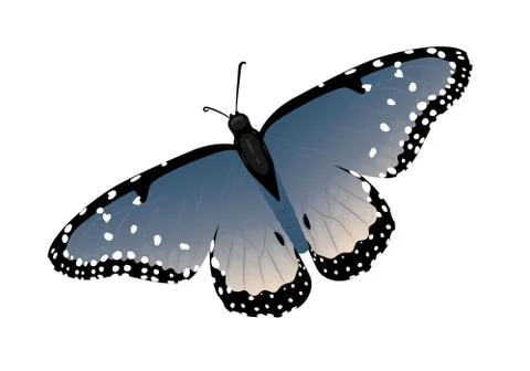 Multicolor realistic isolated butterfly Illustrazione stock
