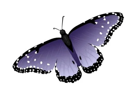 Multicolor realistic isolated butterfly Stock Illustration