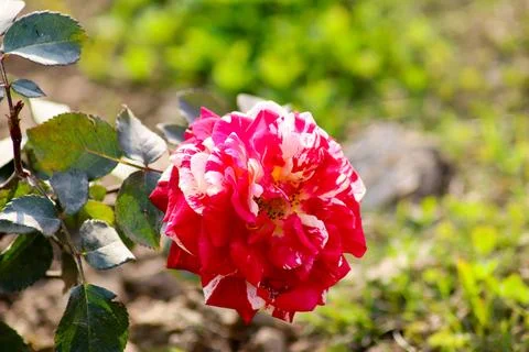 Multicolor Red Roses in Full Bloom Stock Photos