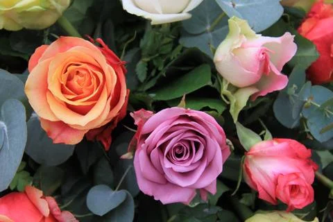 Multicolor rose arrangement Stock Photos