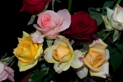 Multicolor rose close up Stock Photos