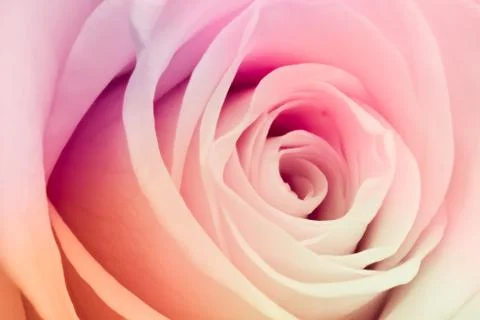 Multicolor rose Stock Photos