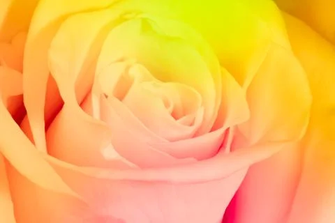 Multicolor rose Stock Photos