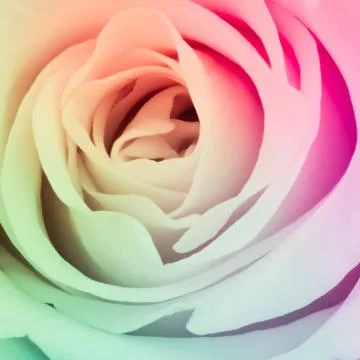 Multicolor rose Stock Photos