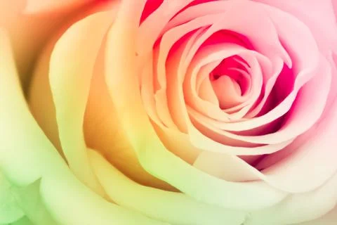 Multicolor rose Stock Photos