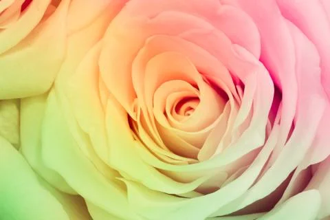 Multicolor rose Stock Photos