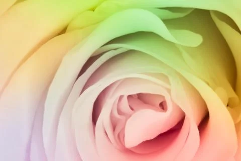 Multicolor rose Stock Photos