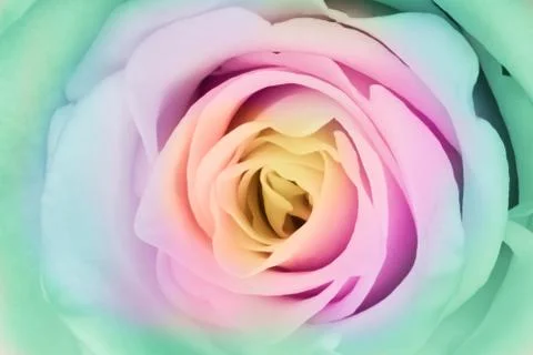 Multicolor rose Stock Photos