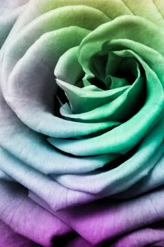 Multicolor rose Stock Photos