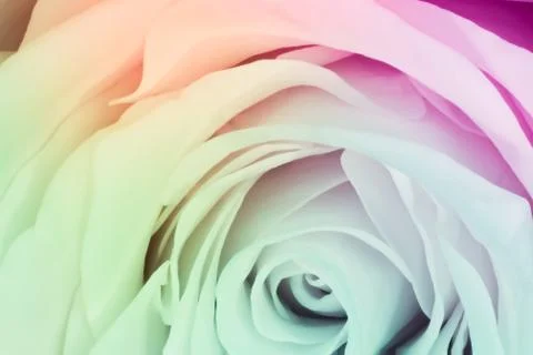 Multicolor rose Stock Photos