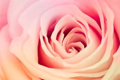 Multicolor rose Stock Photos