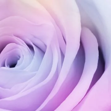 Multicolor rose Stock Photos