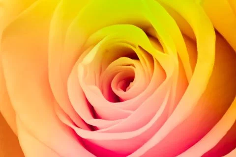 Multicolor rose Stock Photos