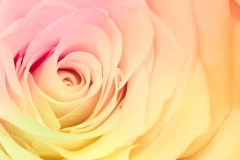 Multicolor rose Stock Photos