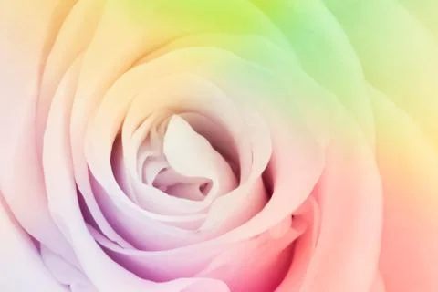 Multicolor rose Stock Photos