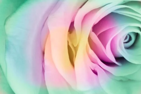 Multicolor rose Stock Photos