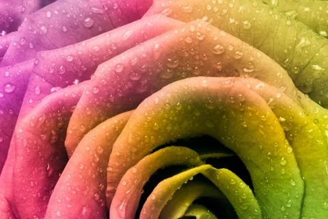 Multicolor rose Stock Photos