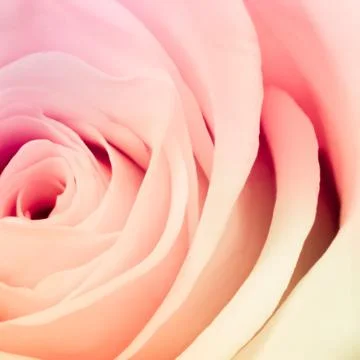 Multicolor rose Stock Photos