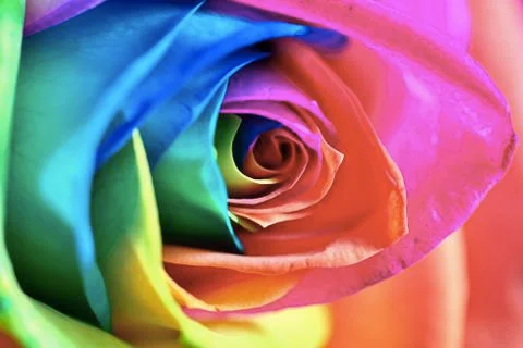 Multicolor rose Stock Photos