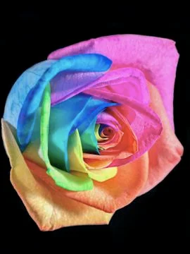 Multicolor rose Stock-Fotos