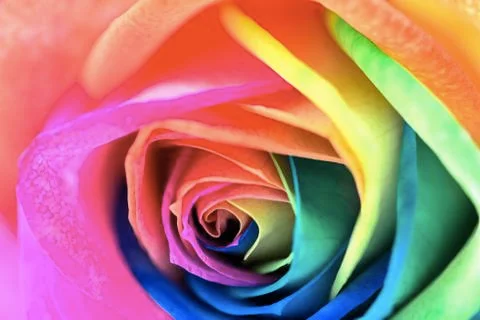 Multicolor rose Stock Photos