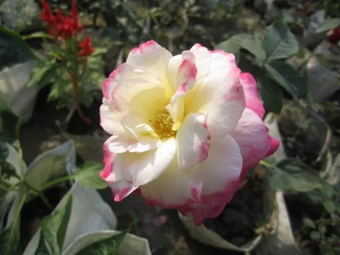 Multicolor Rose Фото