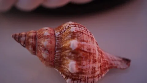 Multicolor seashell with white spots on light grey surface Stockbeeldmateriaal 72652316