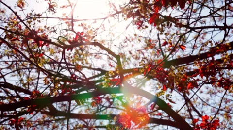 Multicolor specks of sunshine, playing through the blossom of a maple tree. Stock Footage 39252630