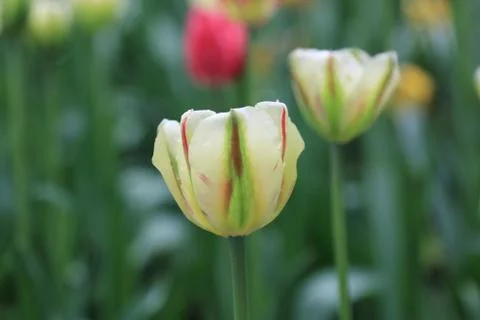 Multicolor spring tulip after spring rain Stock Photos