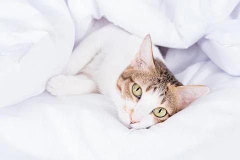 Multicolor tabby cute kitten lying under a blanket on the bed. Pets and lifes Stock Photos