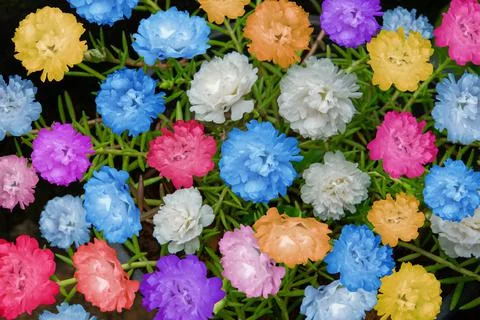 Multicolor Table Rose - Moss-rose purslane Stock Photos